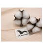 MALFINI® Koszulka damska Native (GOTS) (17400)